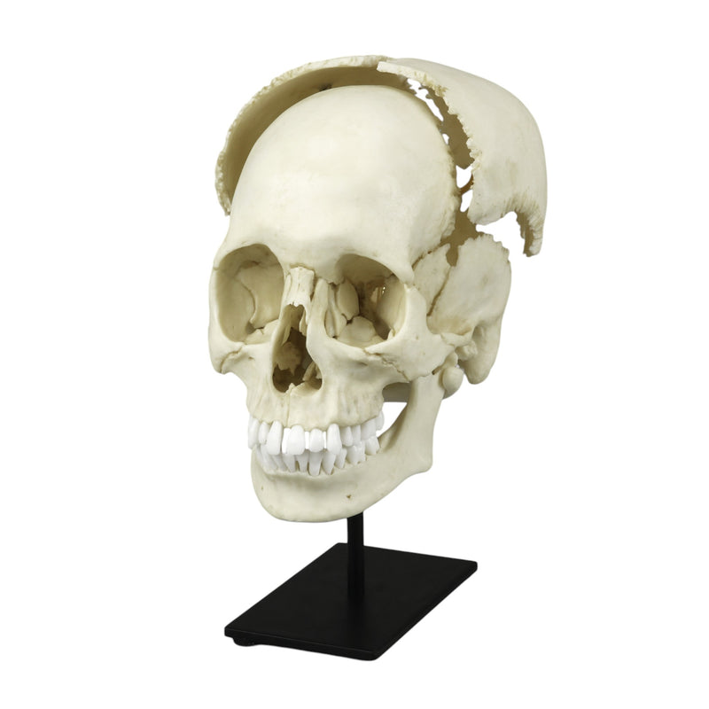 Replica Human Medical Study Skull - Articulated