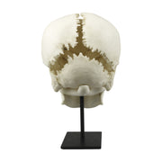 Replica Human Medical Study Skull - Articulated