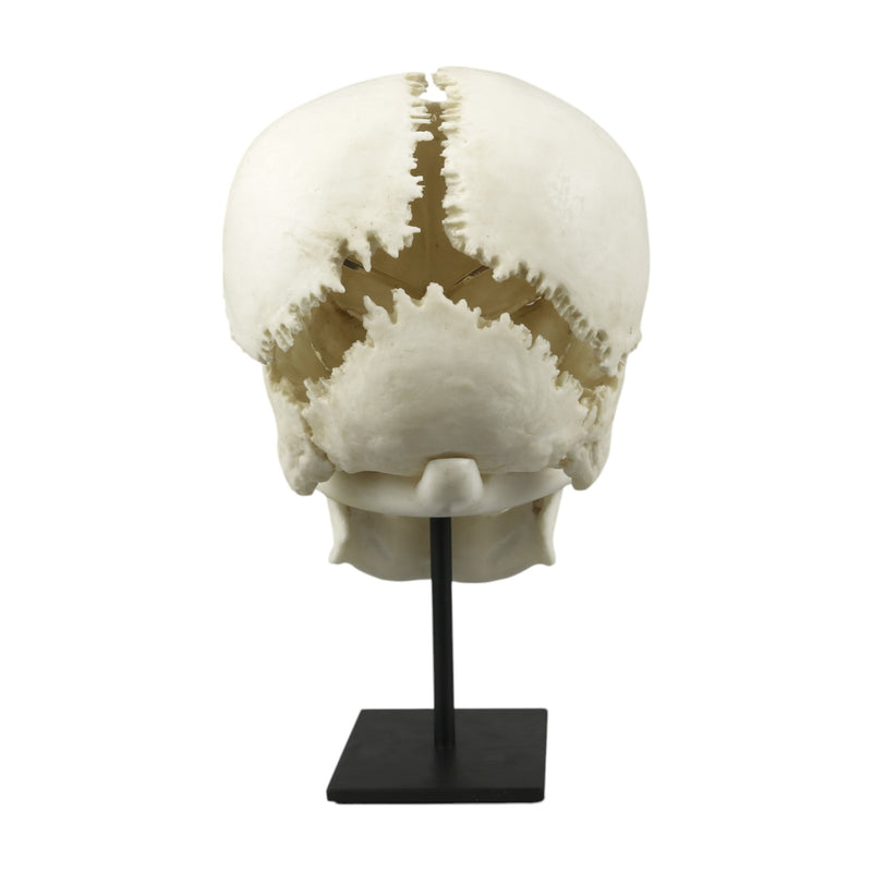 Replica Human Medical Study Skull - Articulated