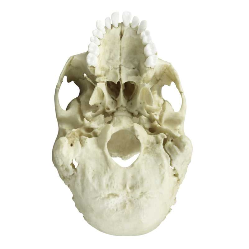 Replica Human Medical Study Skull - Articulated