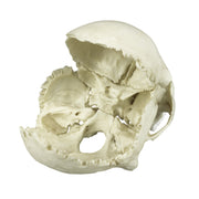 Replica Human Medical Study Skull - Articulated