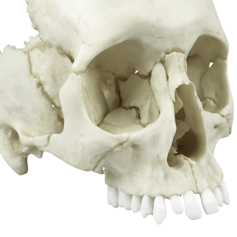 Replica Human Medical Study Skull - Articulated