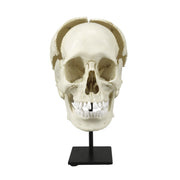 Replica Human Medical Study Skull - Articulated