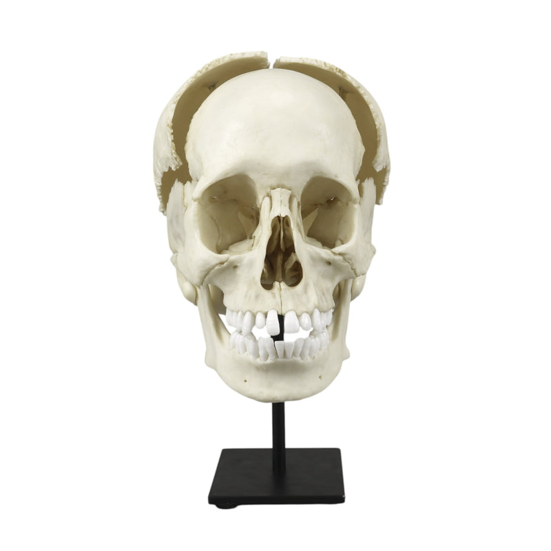 Replica Human Medical Study Skull - Articulated