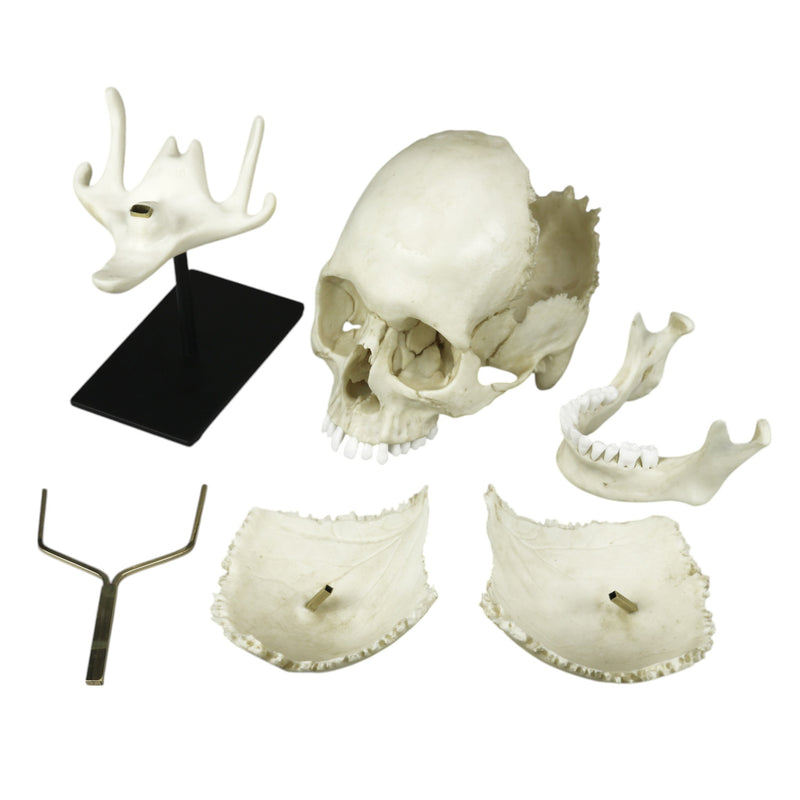 Replica Human Medical Study Skull - Articulated