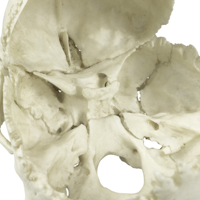 Replica Human Medical Study Skull - Articulated