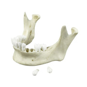 Replica Human Medical Study Skull - Articulated