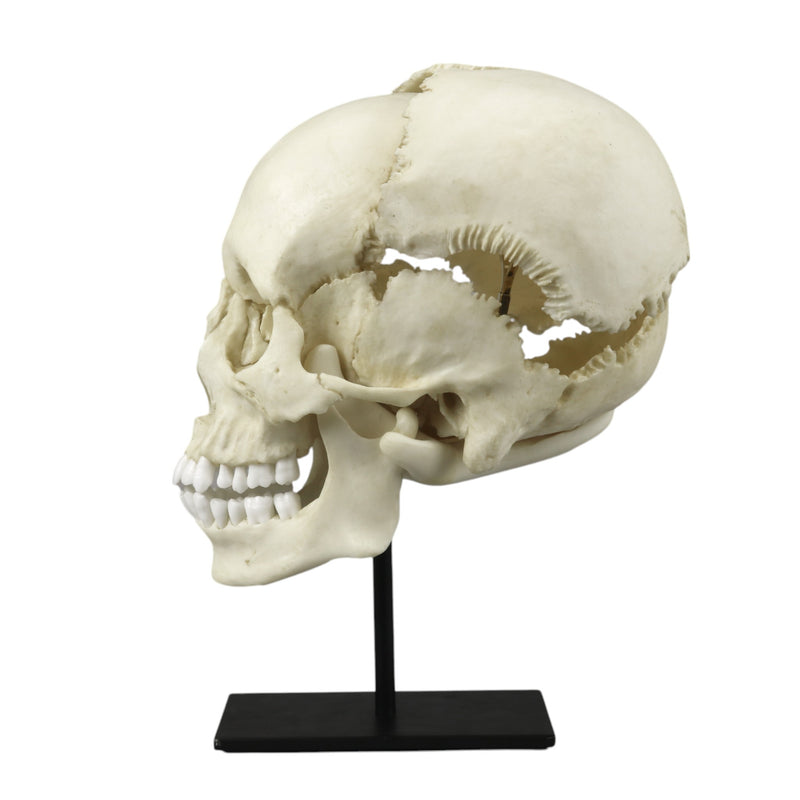 Replica Human Medical Study Skull - Articulated