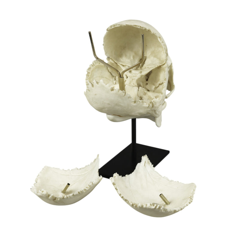 Replica Human Medical Study Skull - Articulated