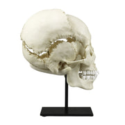 Replica Human Medical Study Skull - Articulated