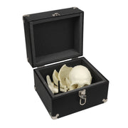 Replica Human Medical Study Skull - Articulated