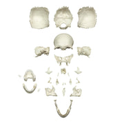 Repilca Human Medical Study Skull - Disarticulated