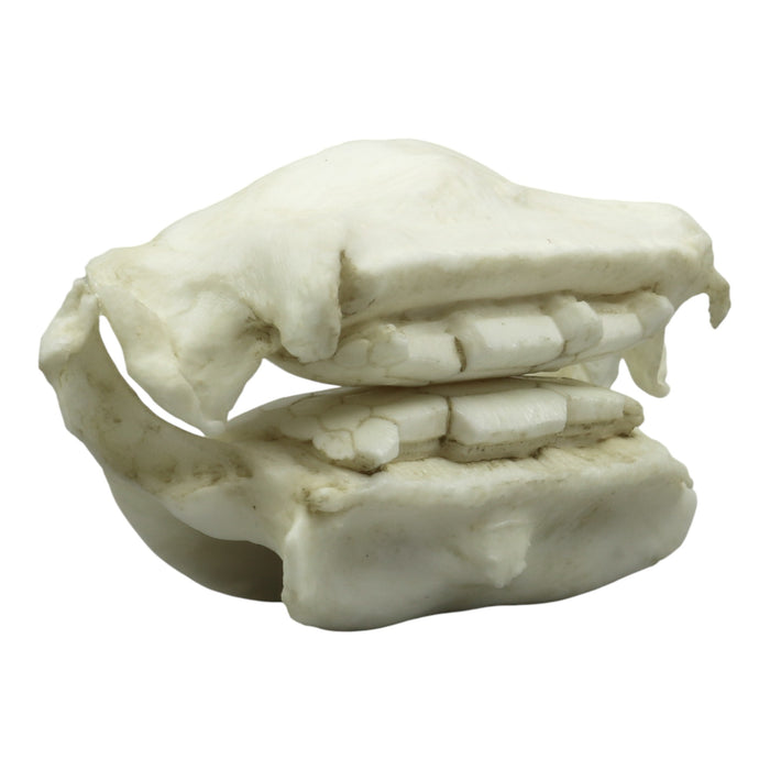 Replica Cownose Ray Jaw