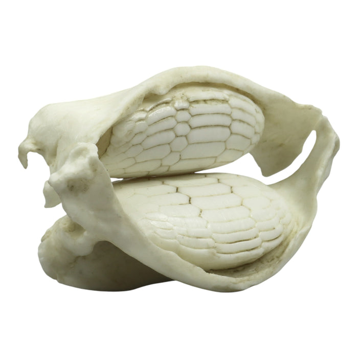 Replica Cownose Ray Jaw