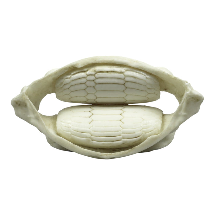 Replica Cownose Ray Jaw