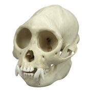 Replica Tufted Capuchin Skull