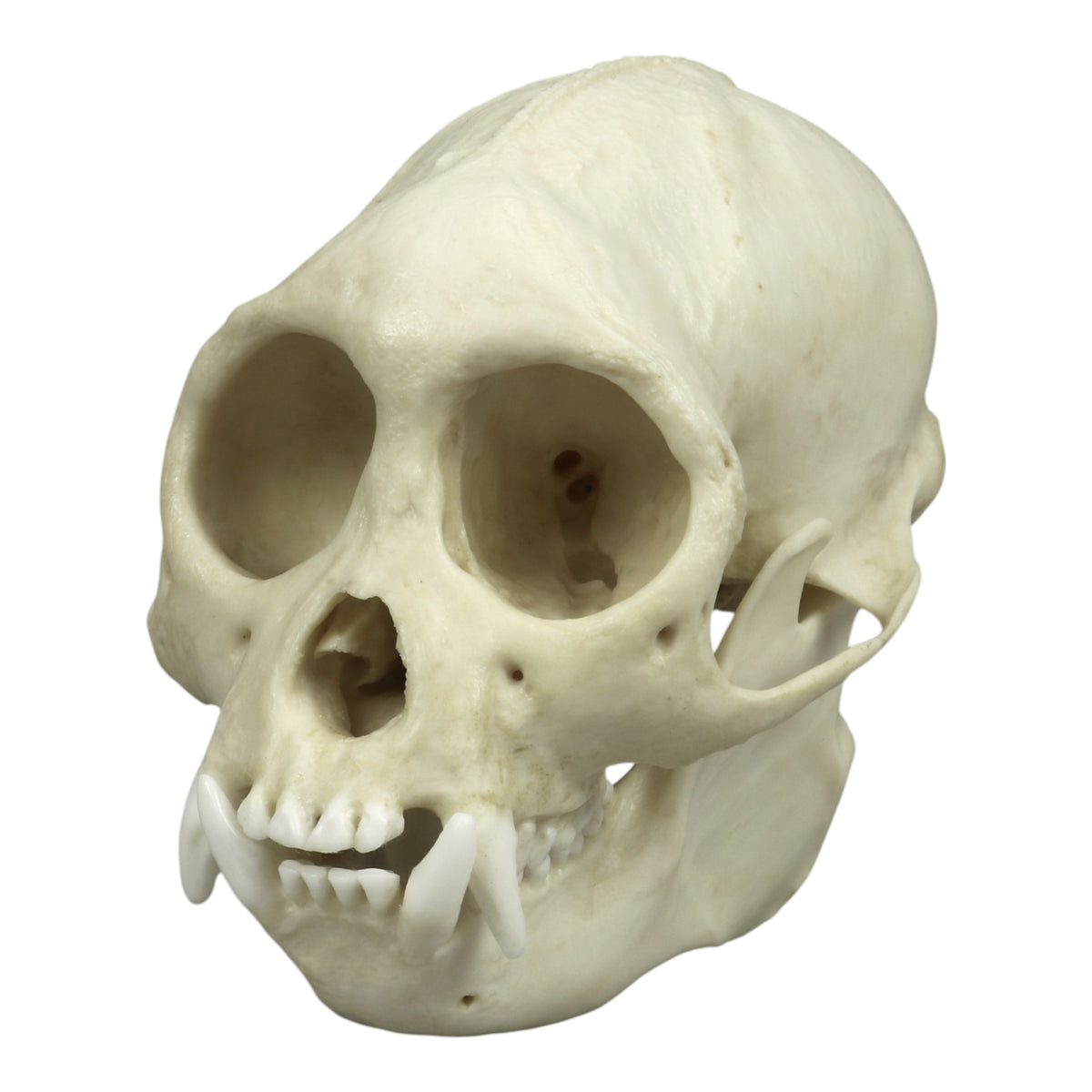 Replica Tufted Capuchin Skull For Sale — Skulls Unlimited