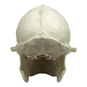 Replica Tufted Capuchin Skull
