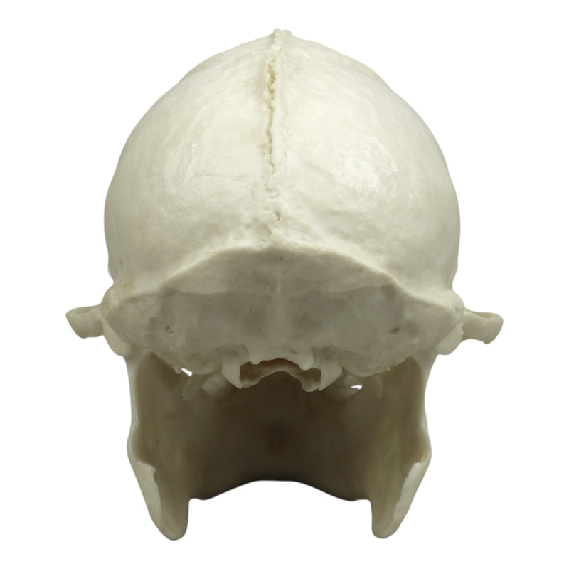 Replica Tufted Capuchin Skull