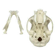 Replica Tufted Capuchin Skull