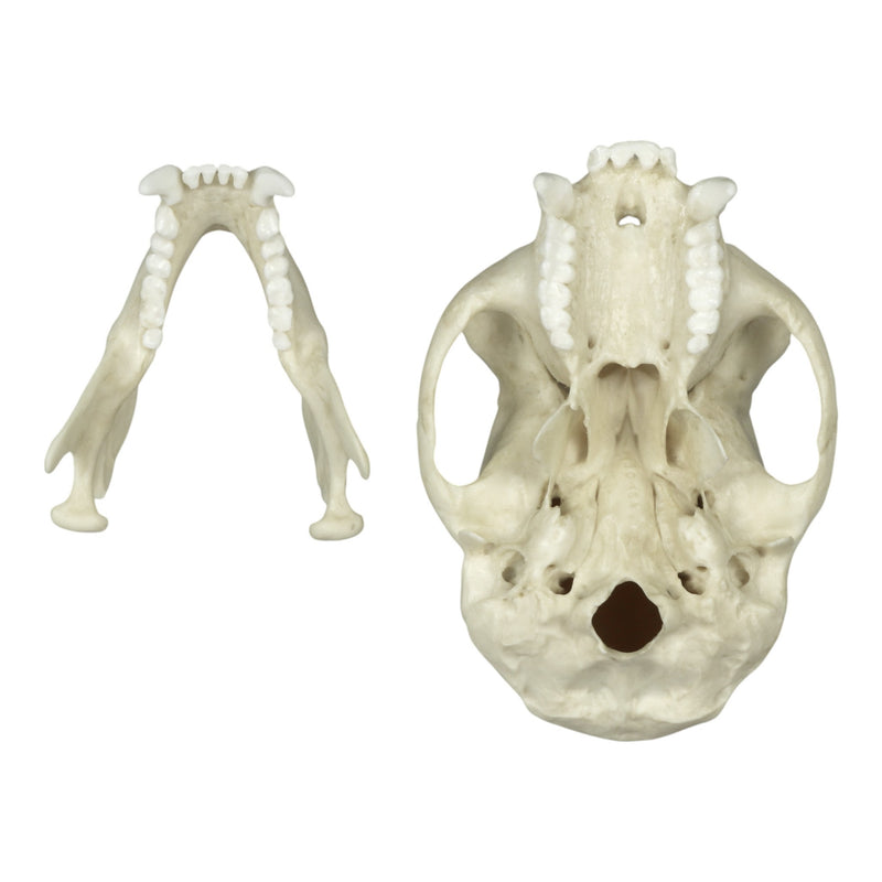 Replica Tufted Capuchin Skull