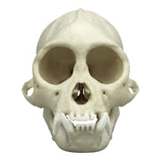 Replica Tufted Capuchin Skull