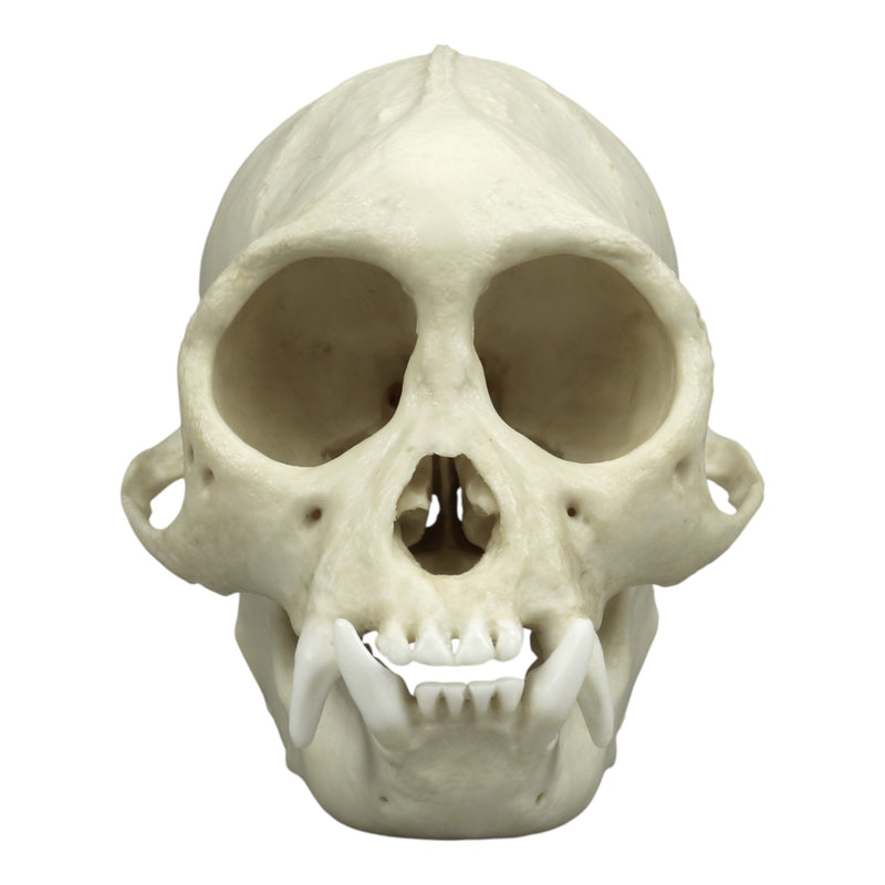 Replica Tufted Capuchin Skull
