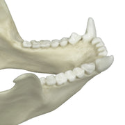 Replica Tufted Capuchin Skull