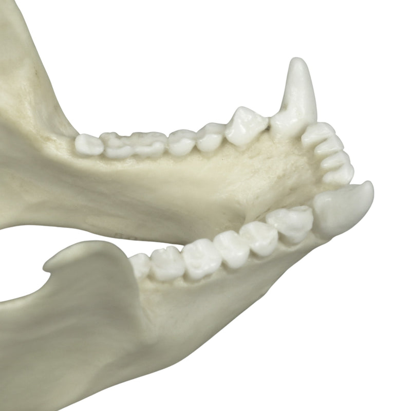Replica Tufted Capuchin Skull