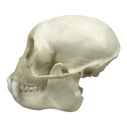Replica Tufted Capuchin Skull