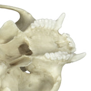 Replica Tufted Capuchin Skull