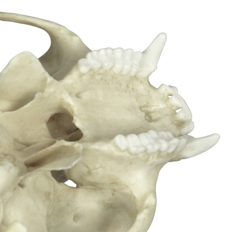 Replica Tufted Capuchin Skull