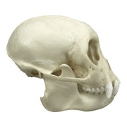 Replica Tufted Capuchin Skull