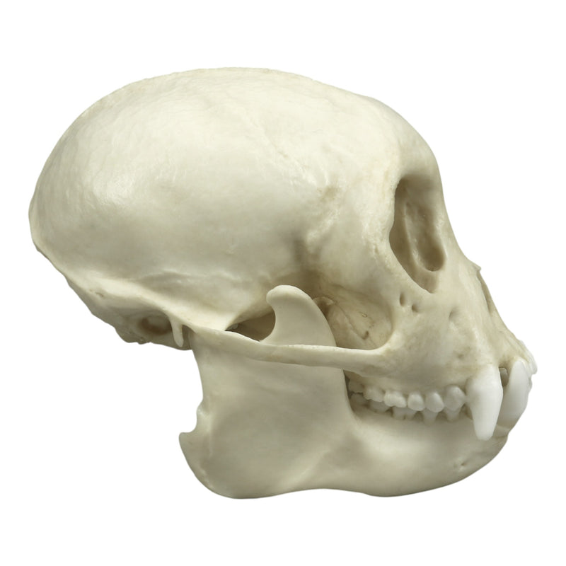 Replica Tufted Capuchin Skull