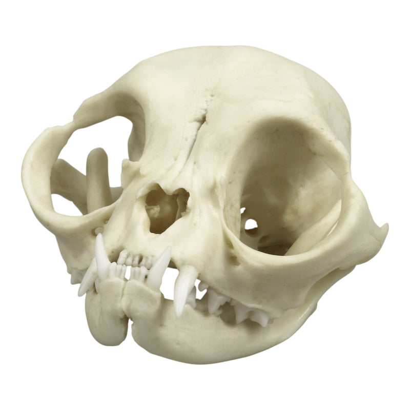 Replica Persian Cat Skull