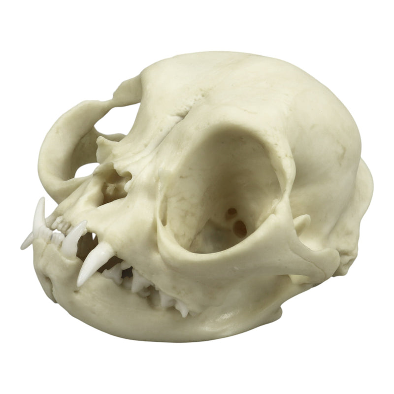 Replica Persian Cat Skull