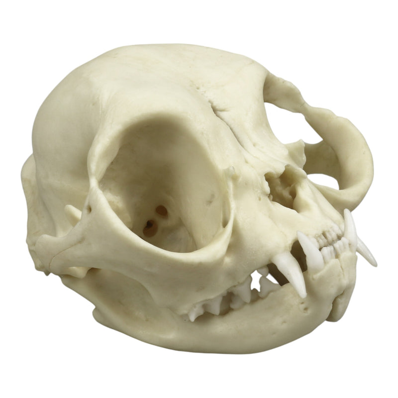Replica Persian Cat Skull