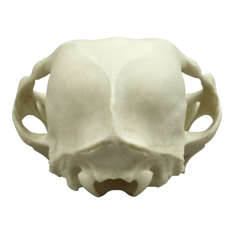Replica Persian Cat Skull