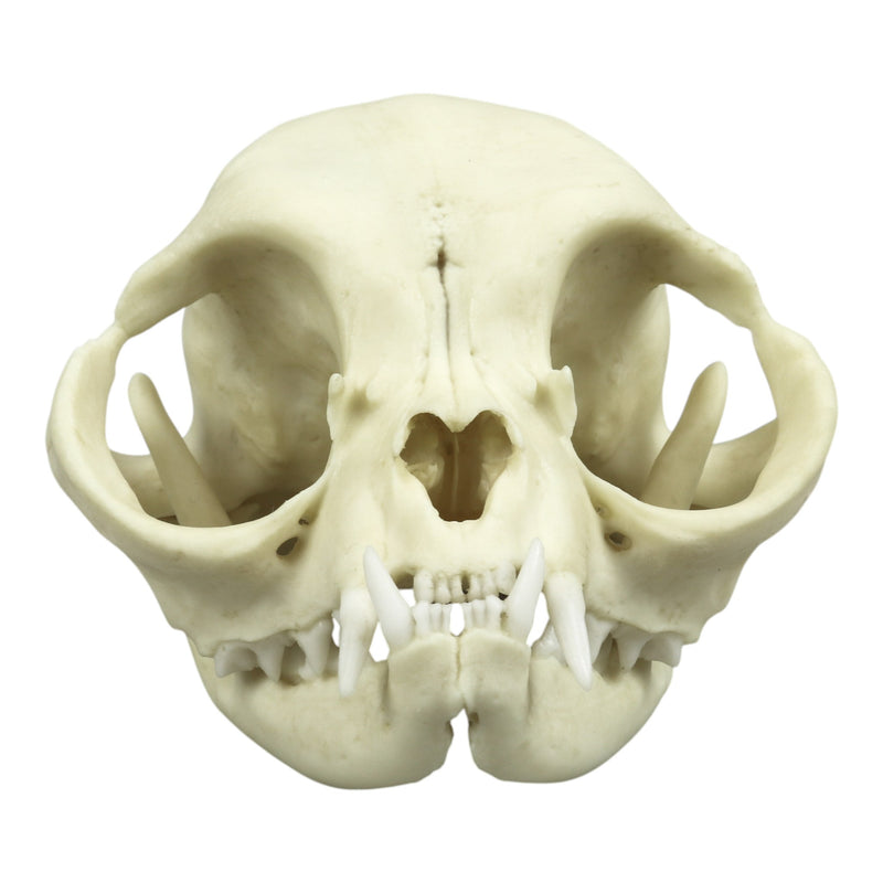 Replica Persian Cat Skull