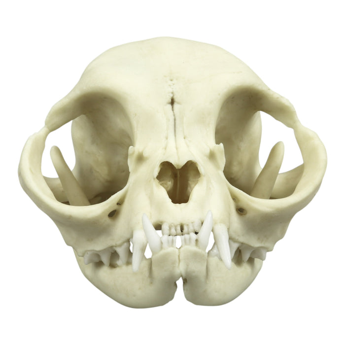 Replica Persian Cat Skull