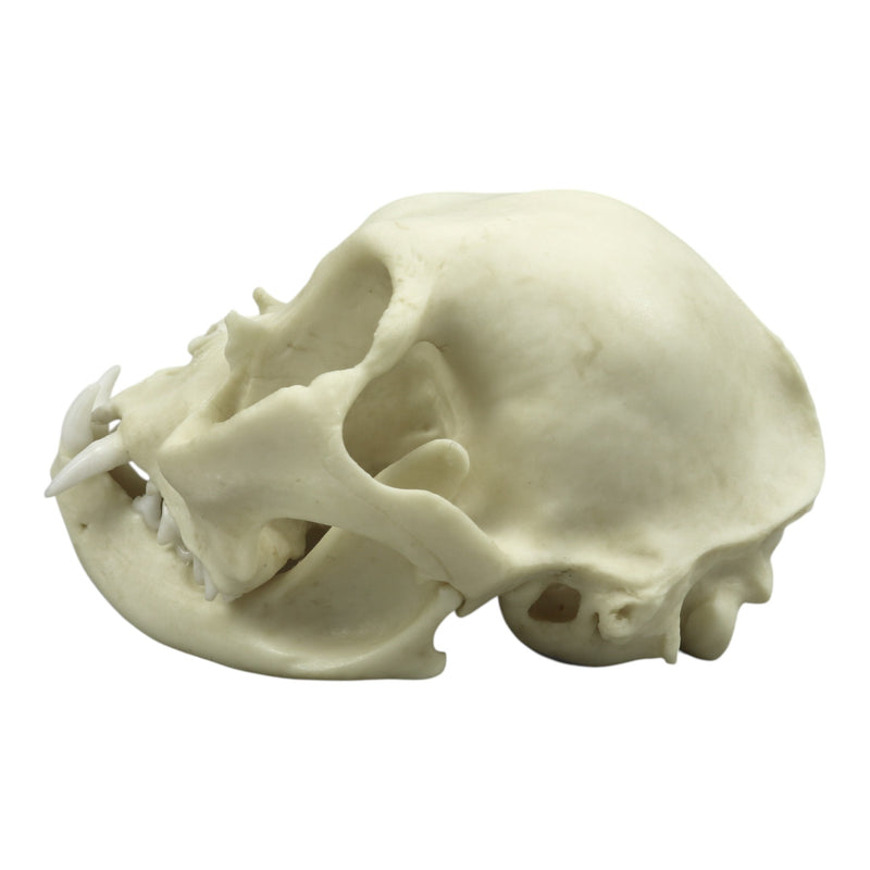 Replica Persian Cat Skull