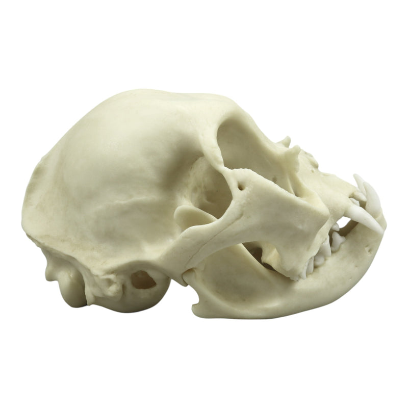 Replica Persian Cat Skull