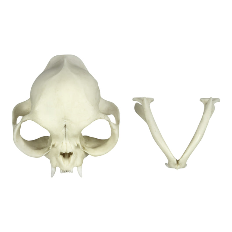 Replica Persian Cat Skull