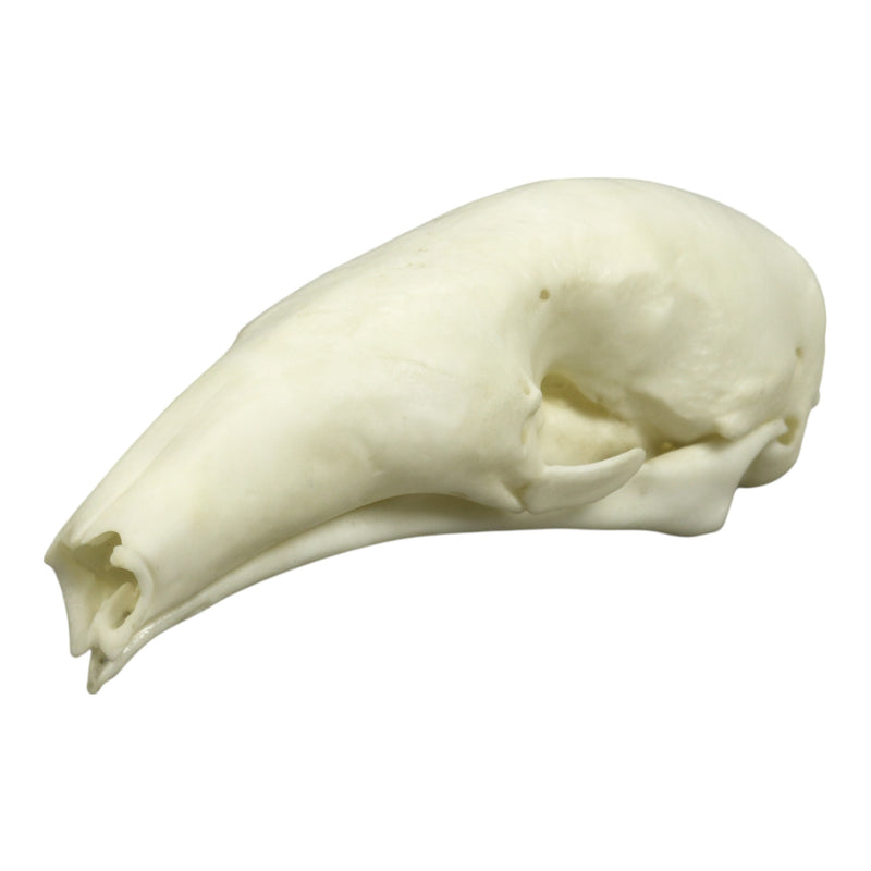 Replica Southern Tamandua Skull