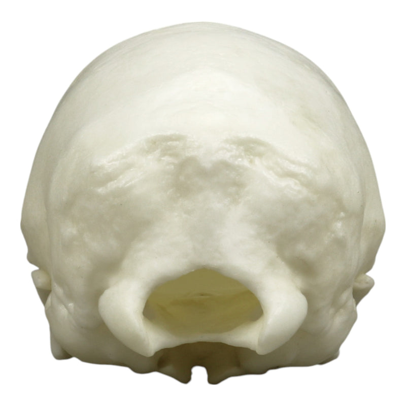 Replica Southern Tamandua Skull