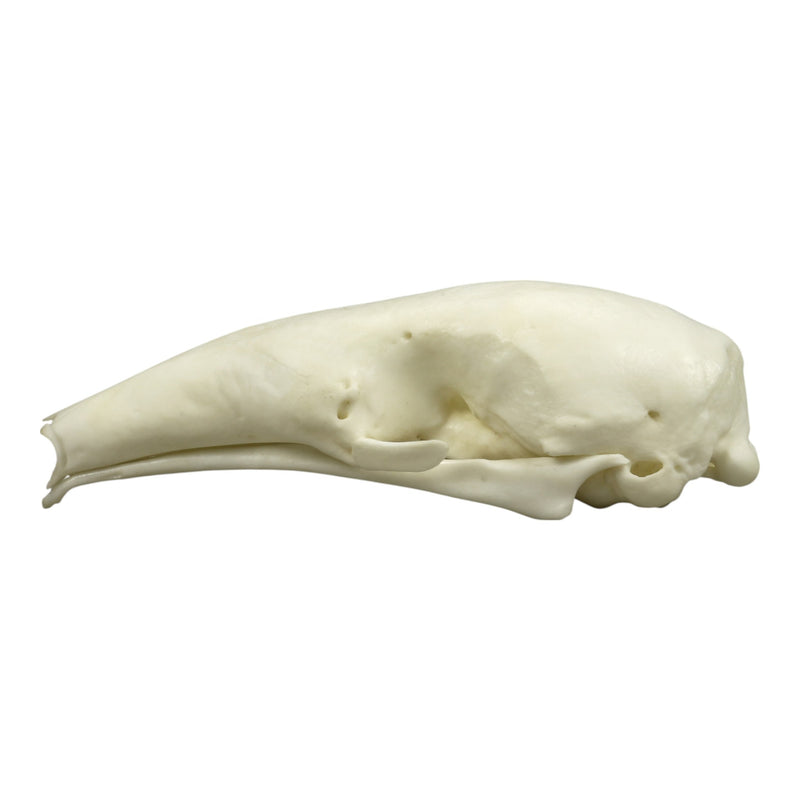 Replica Southern Tamandua Skull