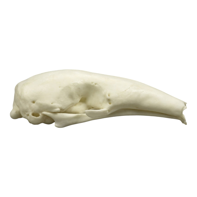 Replica Southern Tamandua Skull