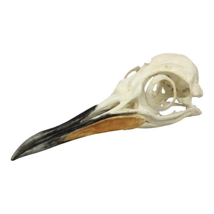 Replica King Penguin Skull