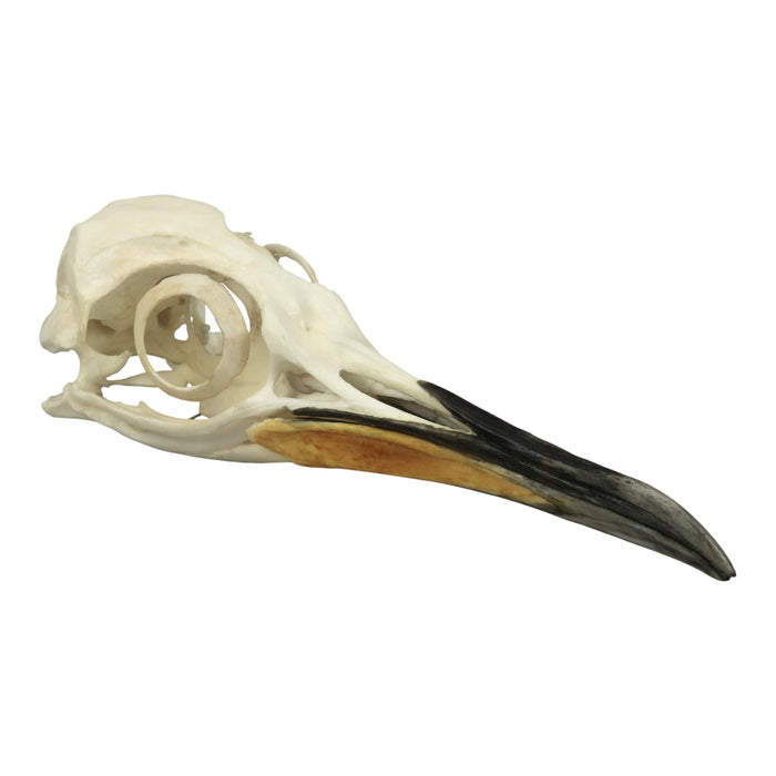 Replica King Penguin Skull