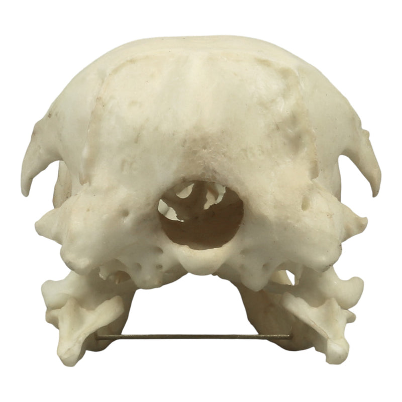 Replica King Penguin Skull
